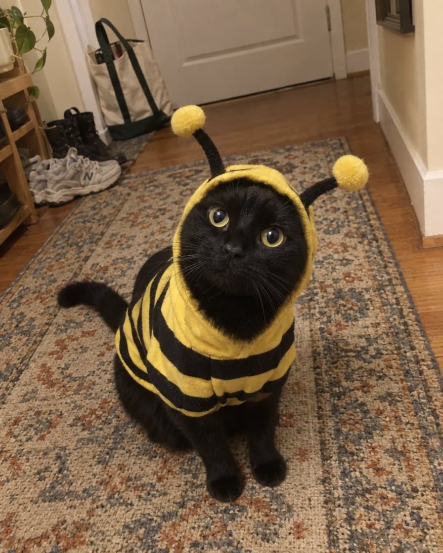 Onyx, black cat in the Buzzy Bee Hoodie