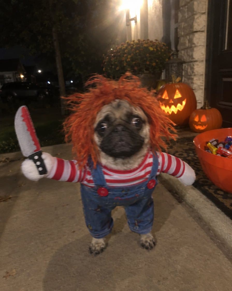 Bruno, pug in the Creepy Doll Costume