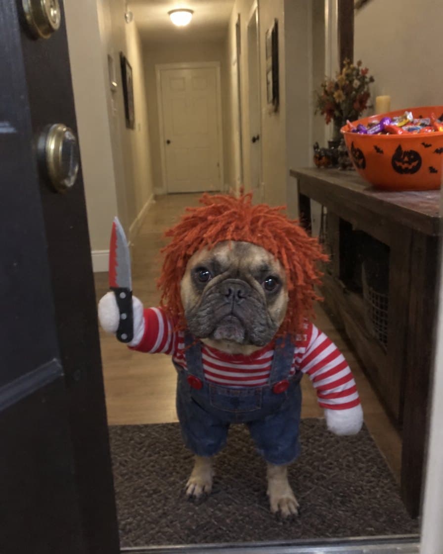 Otis, Frenchie in the Creepy Doll Costume