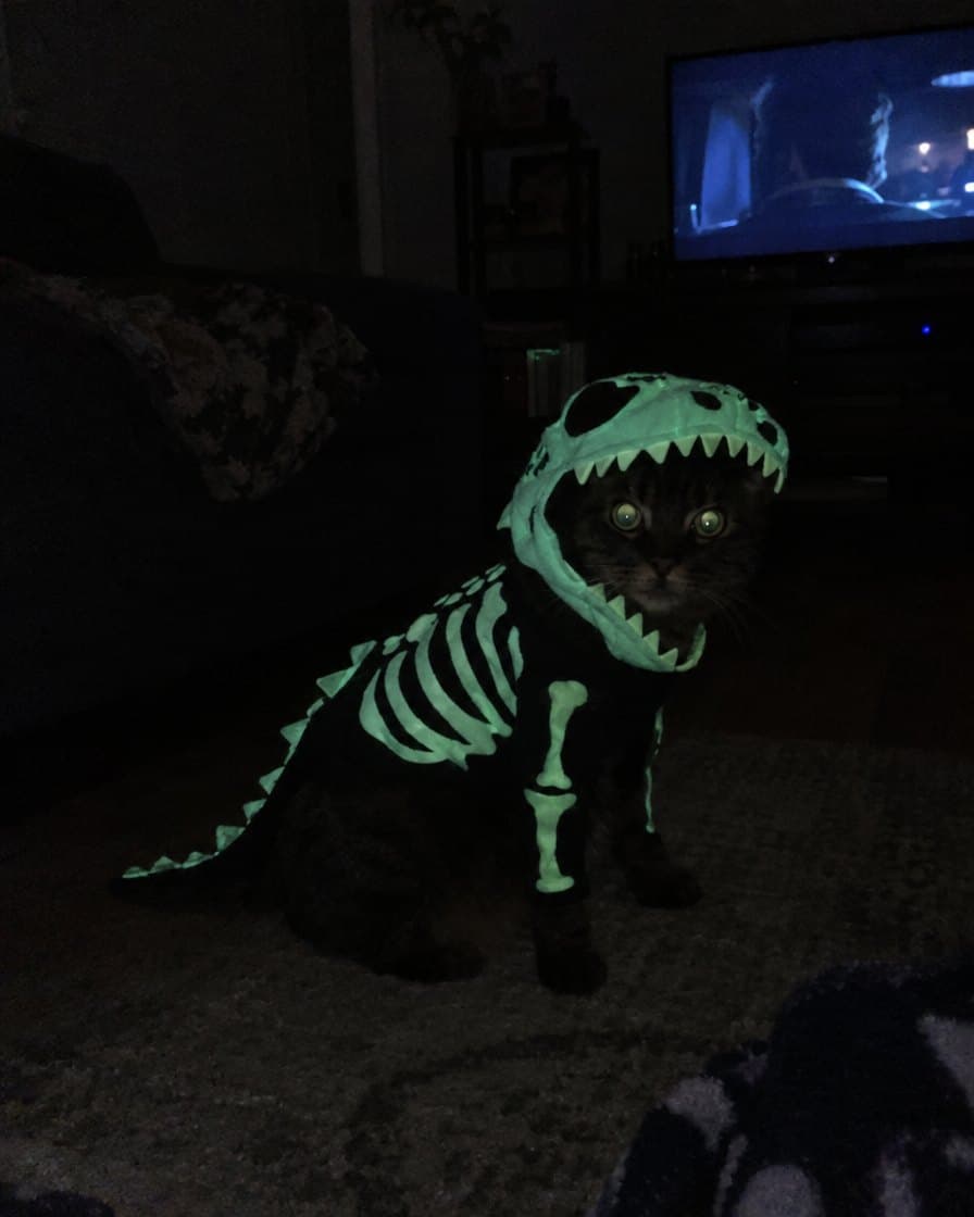 Pip, tabby in the Glow T-Rex Skeleton